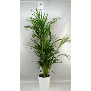 Dypsis lutescens   ...Chrysalidoca