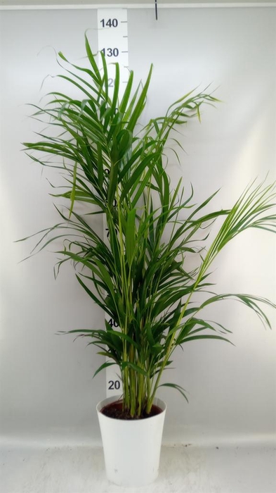 <h4>Dypsis lutescens   ...Chrysalidoca</h4>
