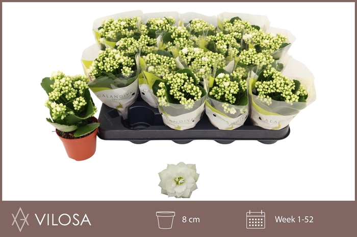 <h4>KAL GE WHITES WHITE</h4>