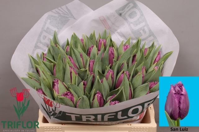 <h4>TU FR SAN LUIZ</h4>