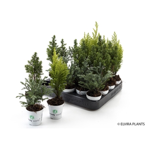 CHAMAECYPARIS LAWSONIANA P5,5