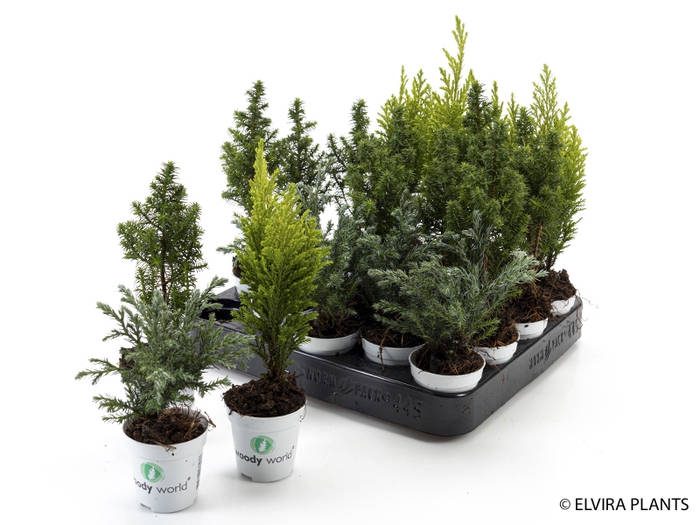 <h4>CHAMAECYPARIS LAWSONIANA P5,5</h4>