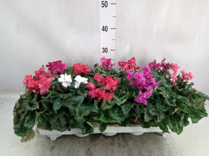 <h4>Cyclamen MD 'Merengue'</h4>