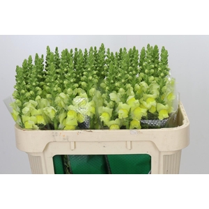 Antirrhinum Monaco Yellow