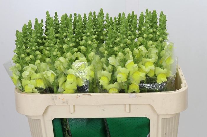 <h4>Antirrhinum Monaco Yellow</h4>