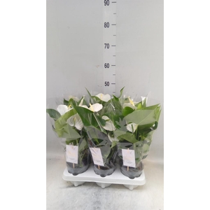 Anthurium andr. 'Cocos'