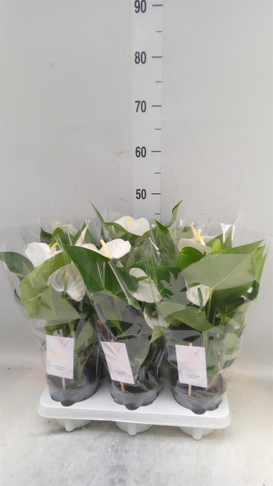 <h4>Anthurium andr. 'Cocos'</h4>