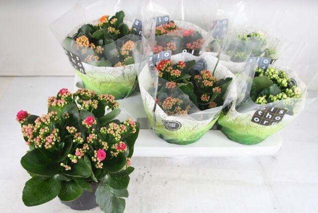 <h4>Kal Ge Gem 5 Kl</h4>