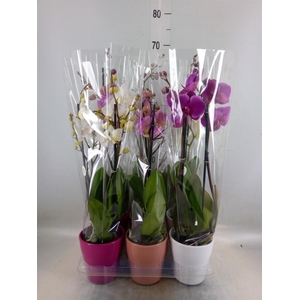 Phalaenopsis   ...mix