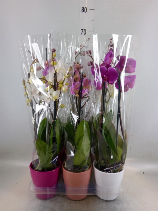 <h4>Phalaenopsis ...mix</h4>