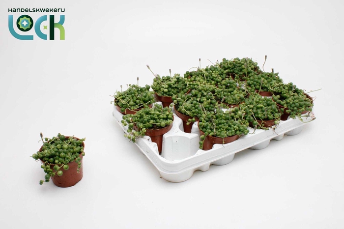 <h4>Senecio Rowleyanus</h4>