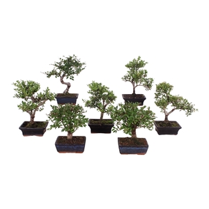 Outdoor Bonsai cv. pot 15cm