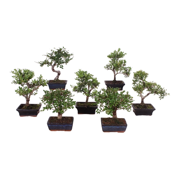 <h4>Outdoor Bonsai cv. pot 15cm</h4>