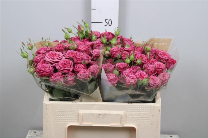 <h4>R Tr Purple Queen</h4>