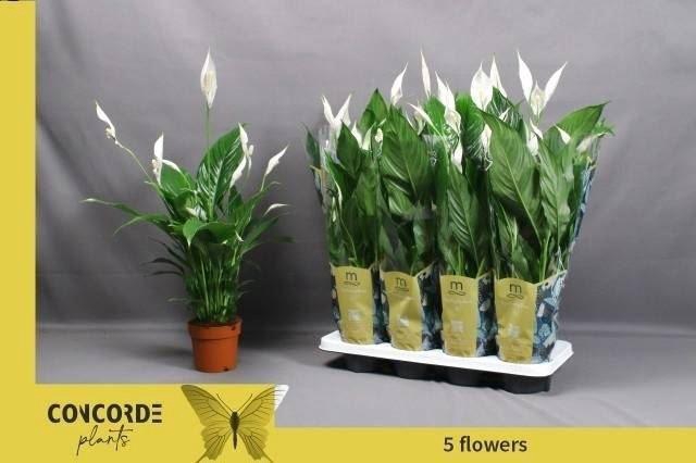 <h4>Spathiphyllum  'Sweet Benito'</h4>