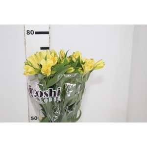 ALSTROEMERIA MELLOW YELLOW 080 CM