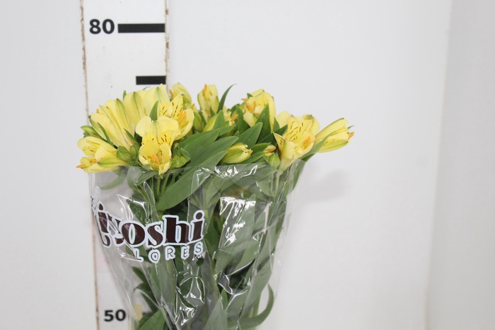 <h4>ALSTROEMERIA MELLOW YELLOW 080 CM</h4>