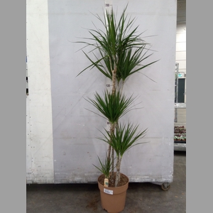 Dracaena marg.