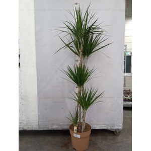 Dracaena marg.
