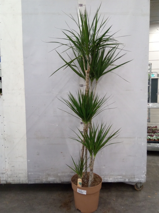 <h4>Dracaena marg.</h4>