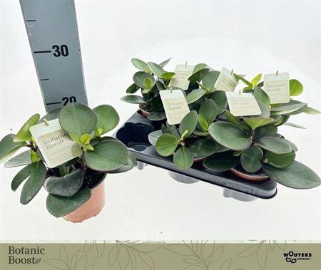 <h4>Pep Clus Red Margin</h4>