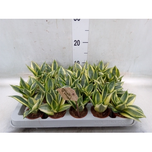 Sansevieria trifa. 'Golden Hahnii'