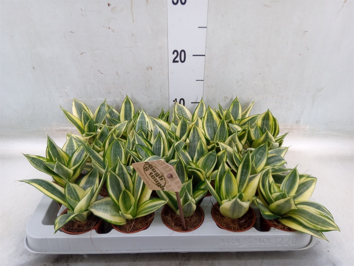 <h4>Sansevieria trifa. 'Golden Hahnii'</h4>
