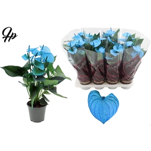 Anthurium 14 cm Make-Upz Blue in Couture Diamond Line Purple sleeve