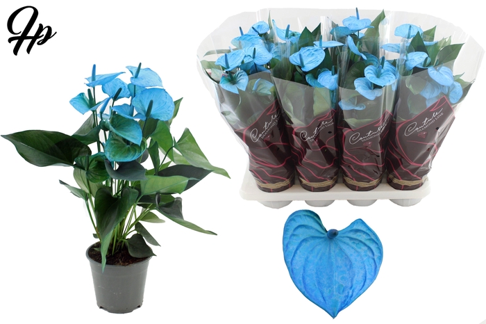 <h4>Anthurium 14 cm Make-Upz Blue in Couture Diamond Line Purple sleeve</h4>