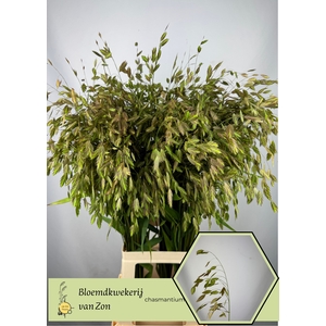 CHASM LATIFOLIUM