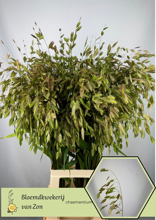 <h4>CHASM LATIFOLIUM</h4>