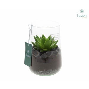 Green Bottle Deline Medium met Echeveria