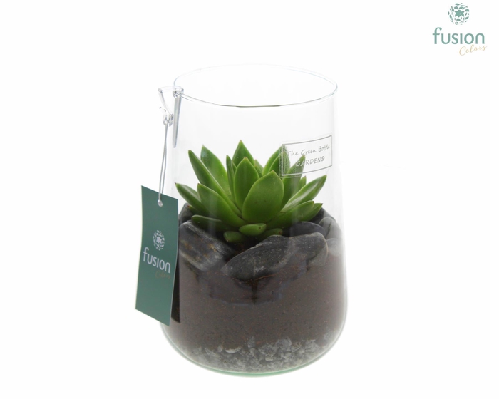 <h4>Green Bottle Deline Medium met Echeveria</h4>