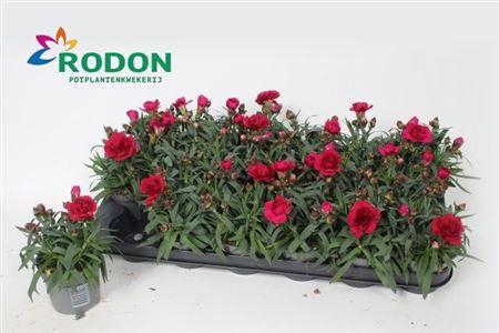 <h4>Dian S Tr Amy</h4>