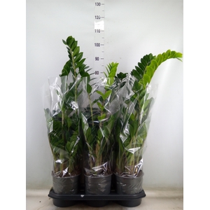 Zamioculcas zamiifolia