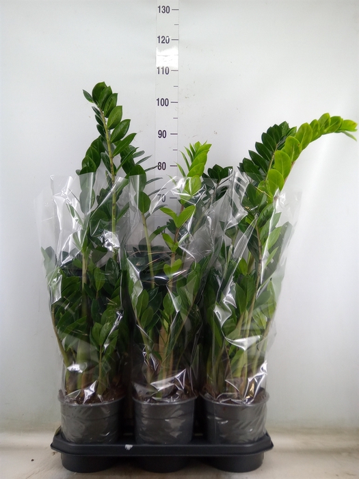 <h4>Zamioculcas zamiifolia</h4>