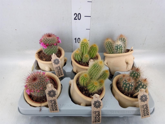 <h4>Cactus   ...mix</h4>