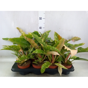 Philodendron  'Ring of Fire'