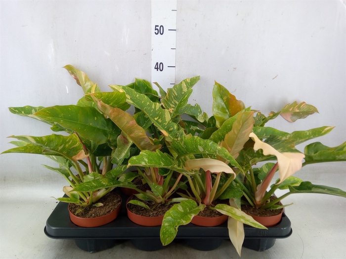 <h4>Philodendron  'Ring of Fire'</h4>