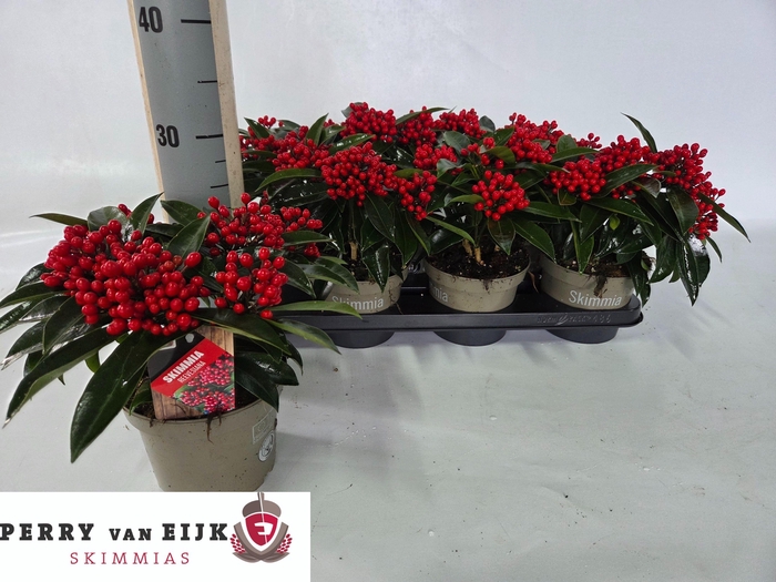 <h4>SKIM J REEVESIANA</h4>