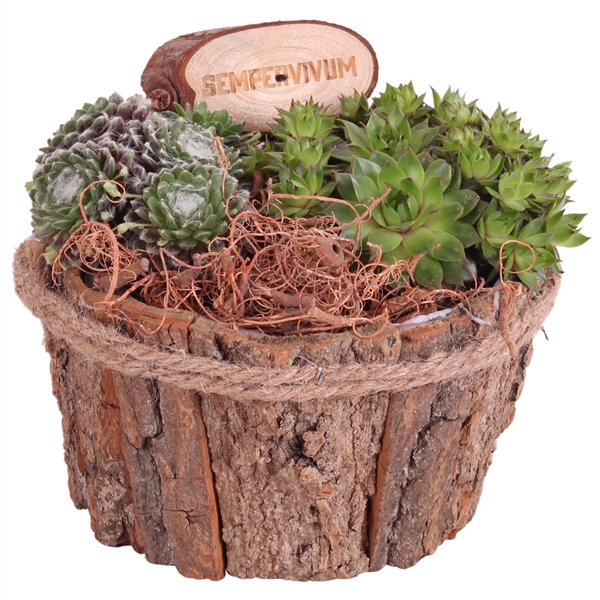 <h4>Sempervivum Arr. Outdoor Wooden Natural bark pot with rope 17cm</h4>