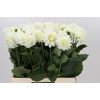 Dahlia Boom Boom White