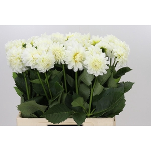 Dahlia Boom Boom White