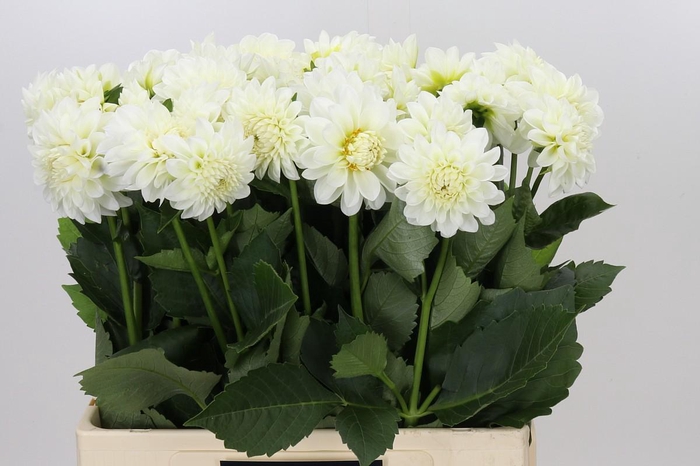 <h4>Dahlia Boom Boom White</h4>