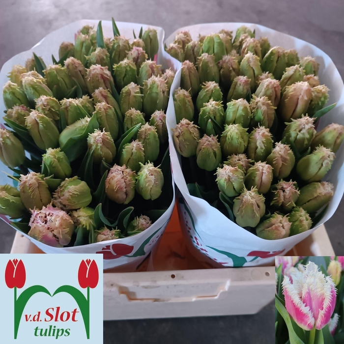 <h4>TU FR HAWAII</h4>