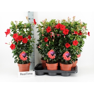 MANDE DI TOPAZE VERM