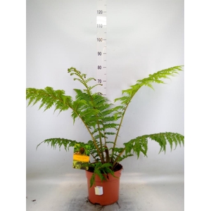 Cyathea cooperi