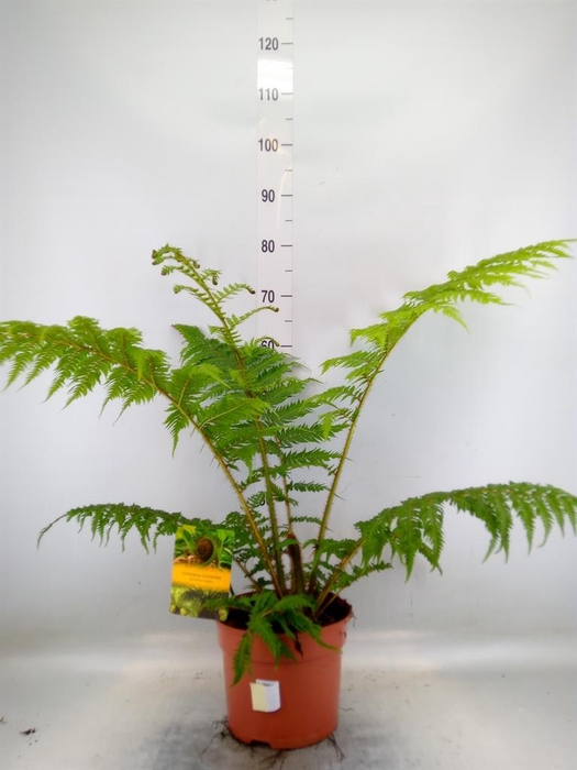<h4>Cyathea cooperi</h4>