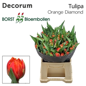 TU DU Orange Diamond