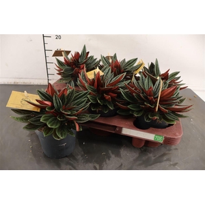 Peperomia 10.5 Cm. P. Rosso